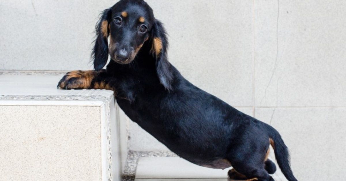 Cucciolo di cane ha paura delle scale: come fargliela superare, piano e senza traumi