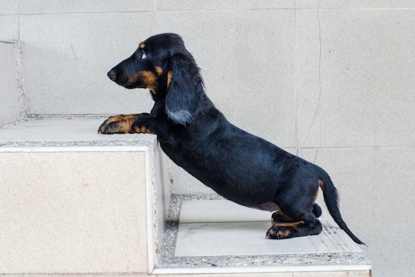 cucciolo di cane ha paura delle scale