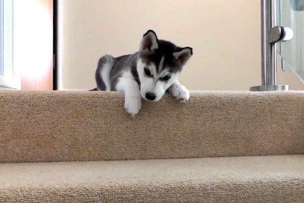 cucciolo di cane ha paura delle scale