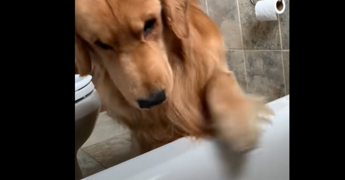 Cucciolo di Golden Retriever discute con la padrona che sta facendo un bagno (VIDEO)