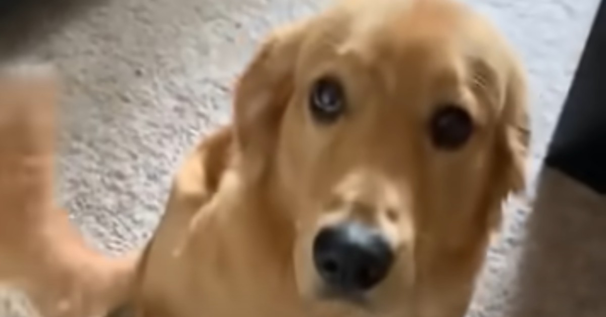 Un cucciolo di Golden Retriever è colpevole di aver fatto confusione (VIDEO)