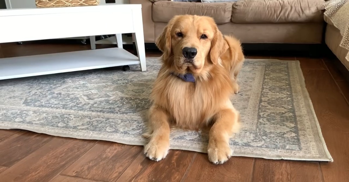 Il piccolo Golden Retriever gioca felice con la sua amica umana (VIDEO)