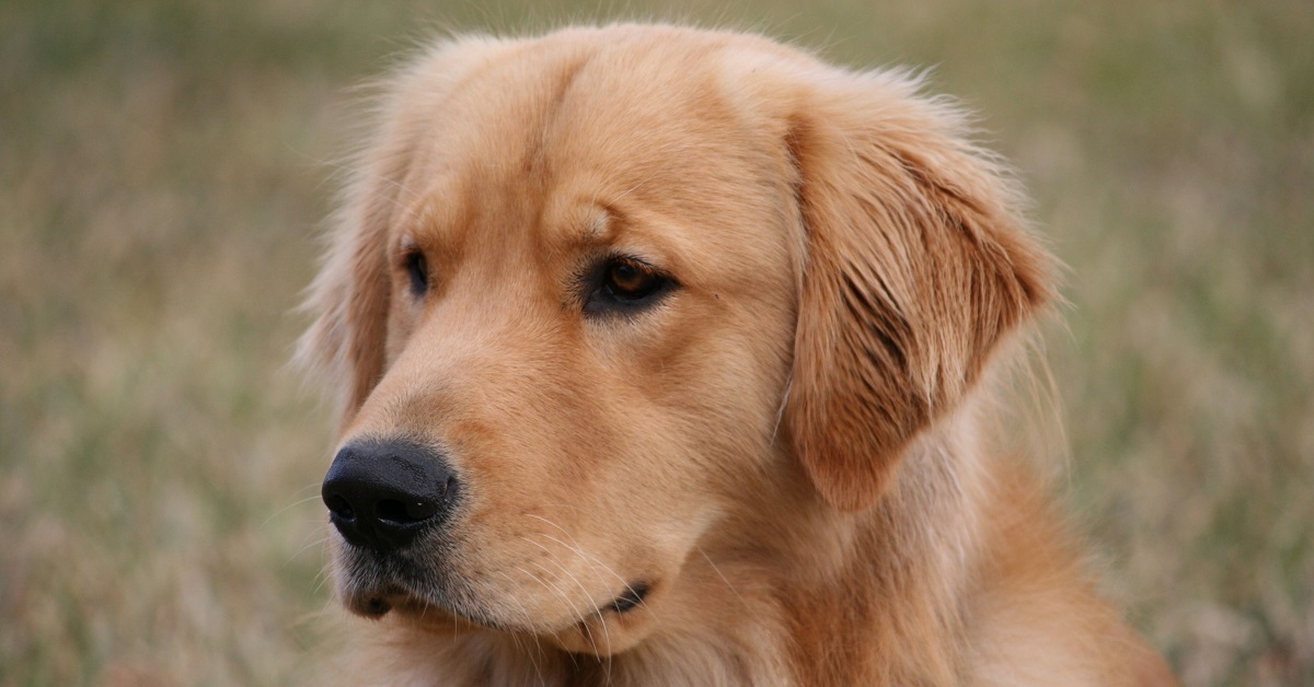 Cucciolo di Golden Retriever gioca a nascondino (VIDEO)