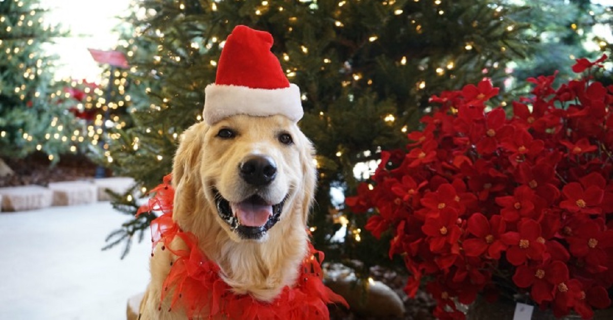 Cucciolo di Golden Retriever riceve il regalo di natale in anticipo (VIDEO)