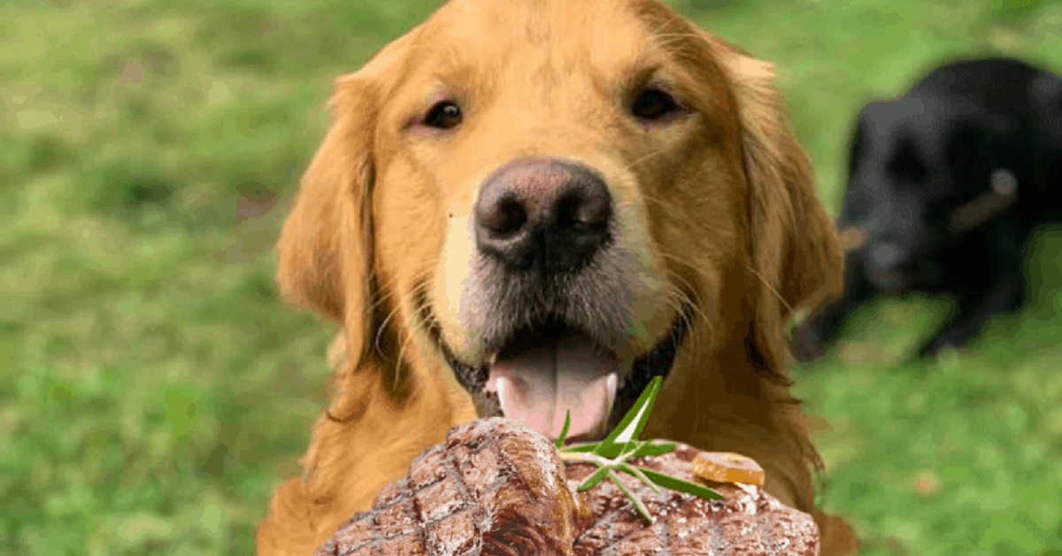 Cucciolo di Golden Retriever viene servito da Salt Bae (VIDEO)