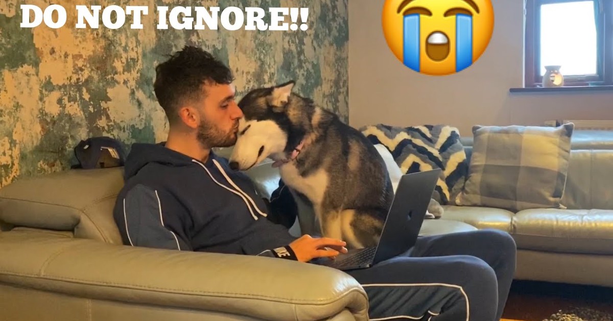 Un cucciolo di Husky è geloso perché vuole le coccole dal padrone (VIDEO)