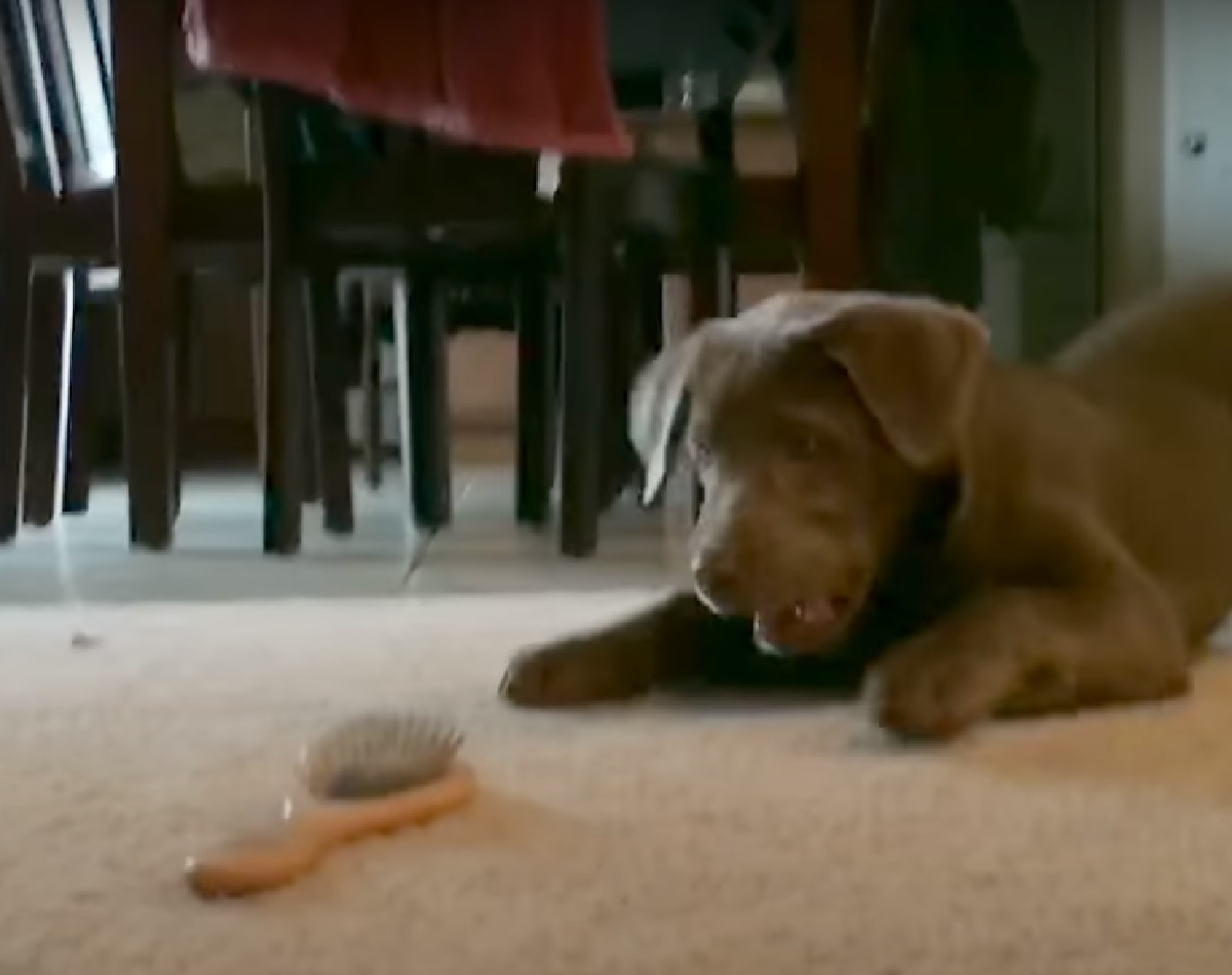 cucciolo labrador gioca con spazzola