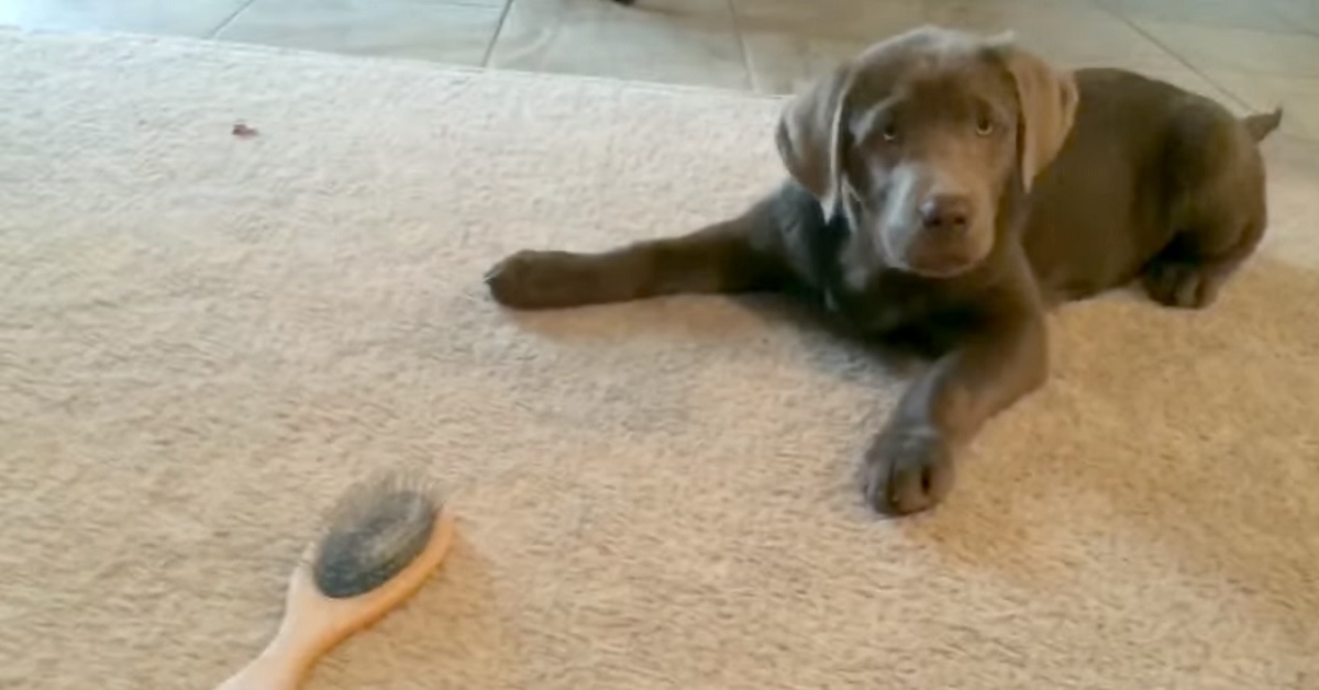 Cucciolo di Labrador alle prese con una spazzola, difficilmente si può resistere al video
