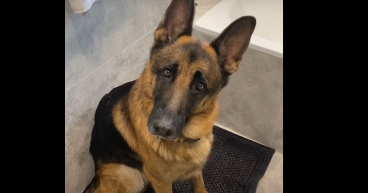 Un cucciolo di Pastore tedesco aspetta che la sua padrona sia pronta per uscire (VIDEO)