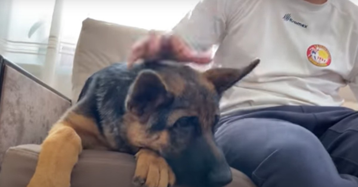 Un cucciolo di Pastore tedesco parla con il proprio padrone (VIDEO)