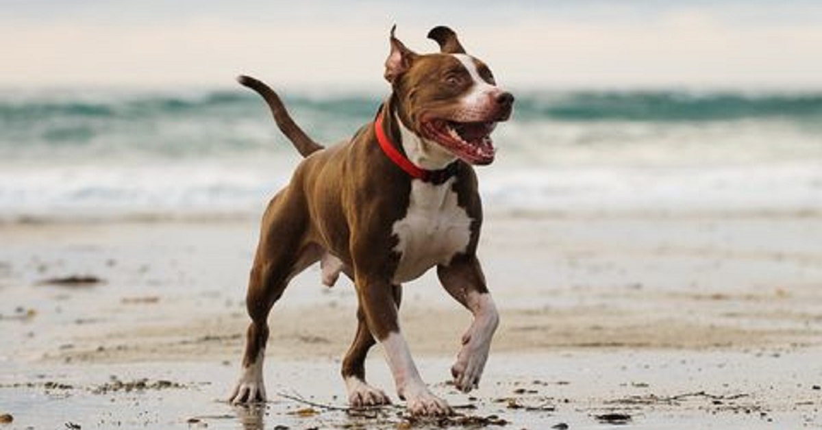 Cucciolo di Pitbull va in spiaggia per la prima volta (VIDEO)