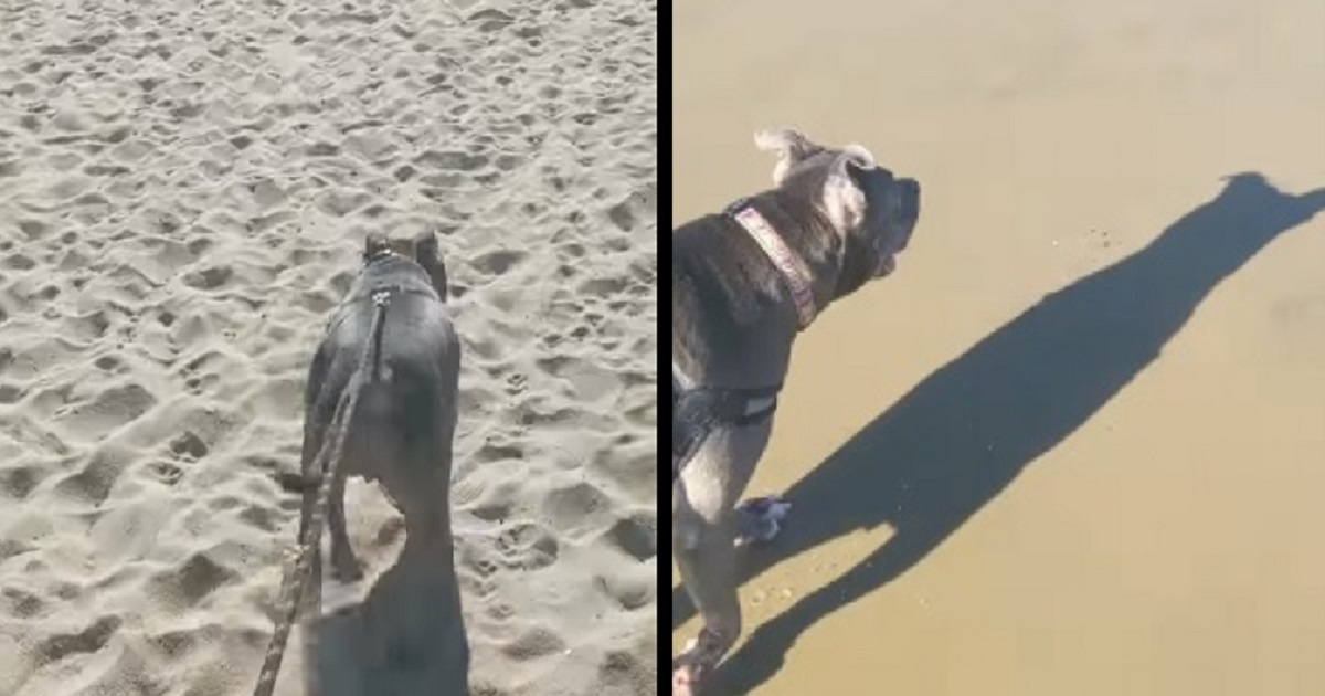 pitbull spiaggia cani