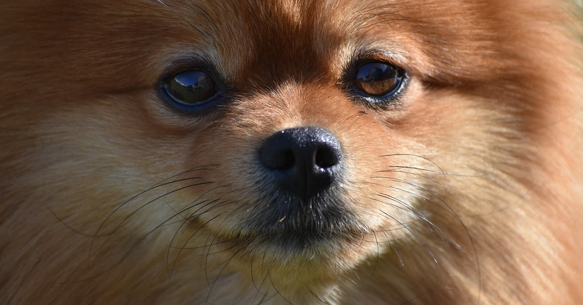 cucciolo di pomerania