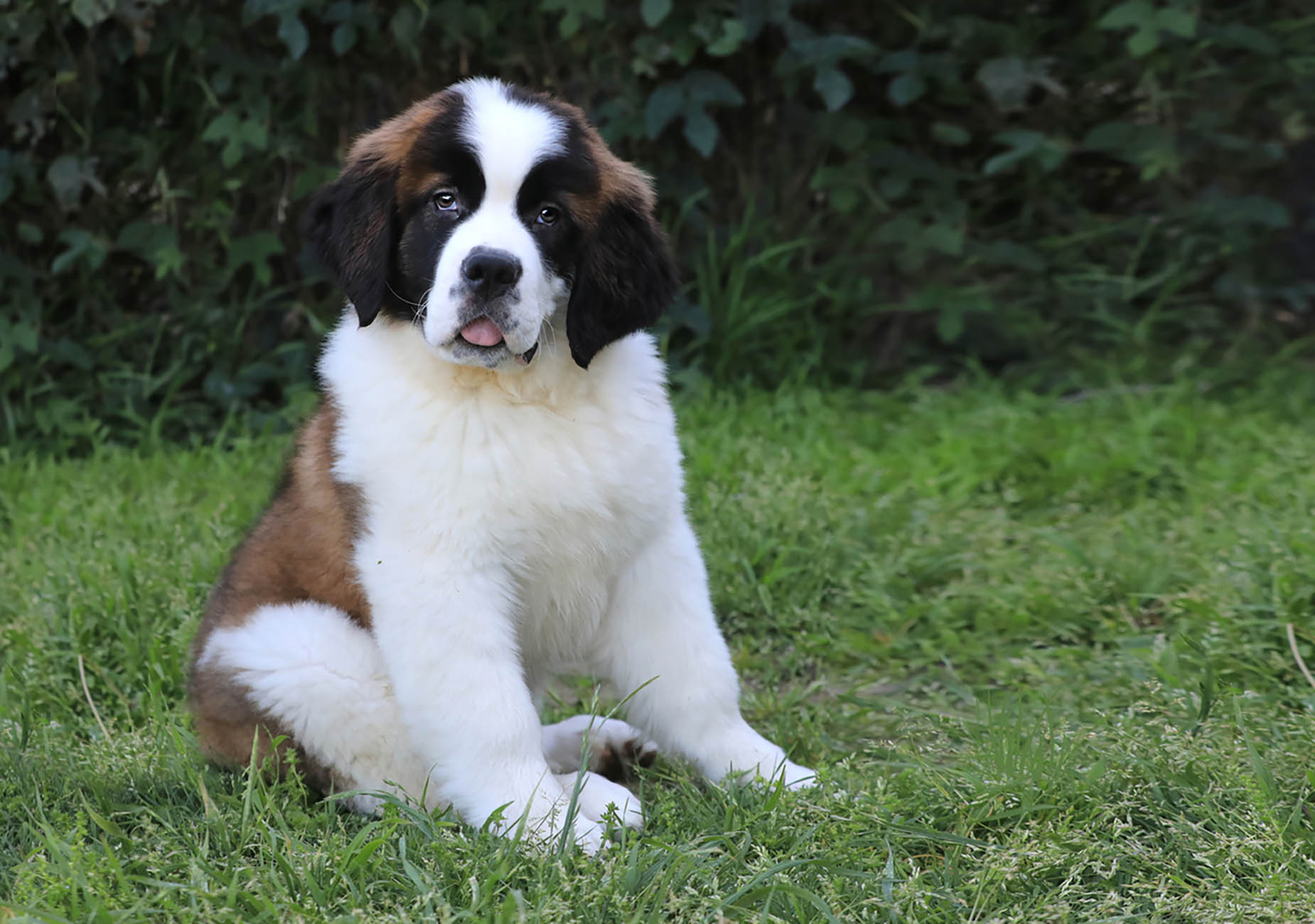 Cucciolo di San Bernardo sul prato