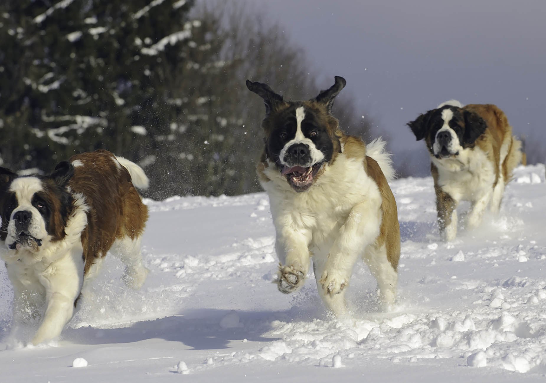 Cuccioli di San Bernardo che corrono sulla neve