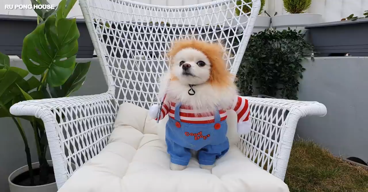 Cuccioli di Pomerania festeggiano Halloween in un modo molto divertente (VIDEO)