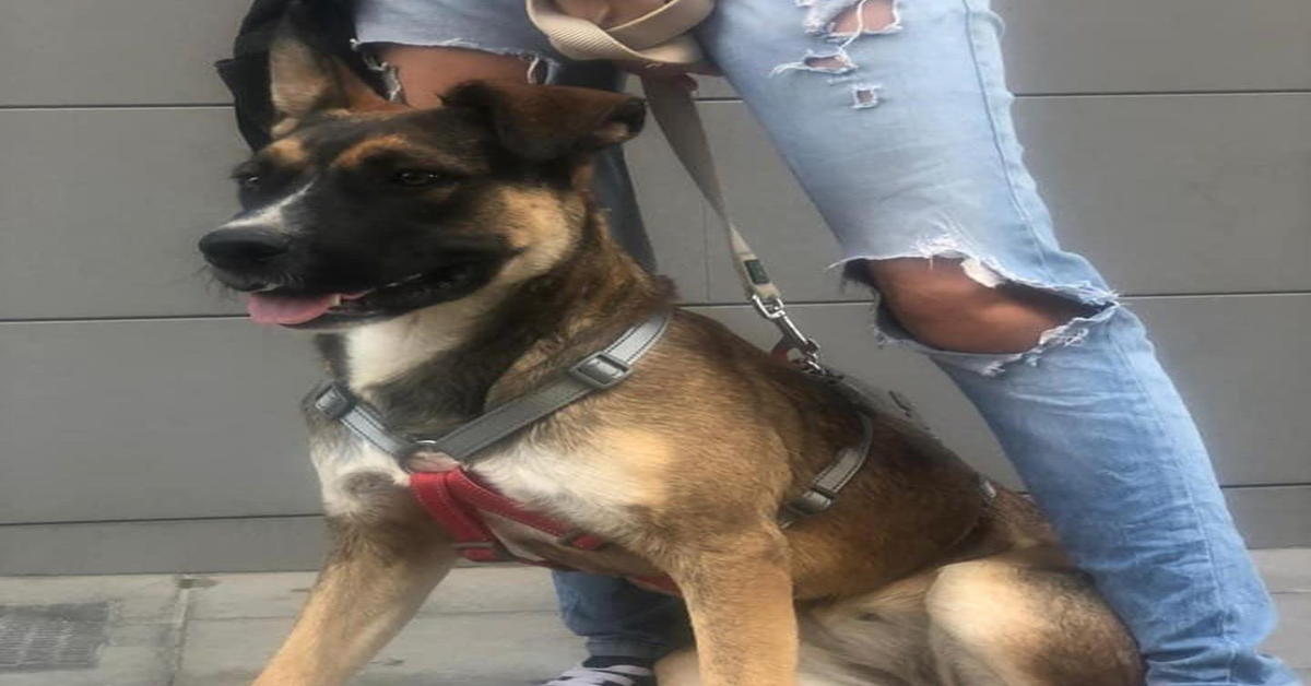 La Zampa Sul Cuore di Trani: Arizona, una cagnolona da adottare