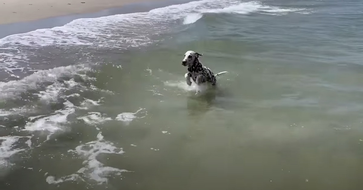 Il cucciolo dalmata si innamora dell’oceano (VIDEO)