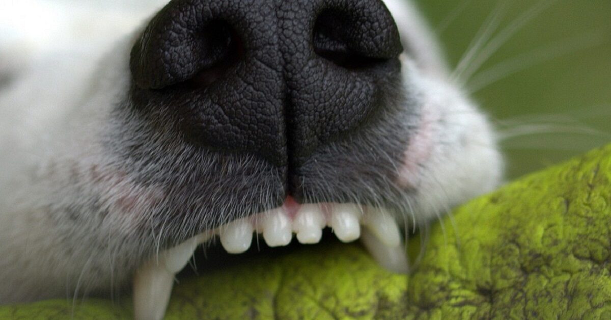 Denti del cane, le cose più importanti in assoluto da sapere