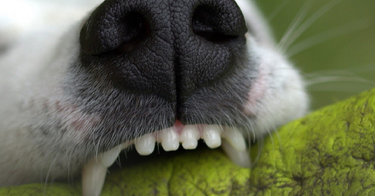 Denti del cane: cosa bisogna sapere?