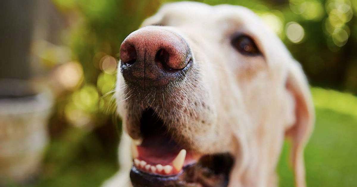 cane con la bocca aperta