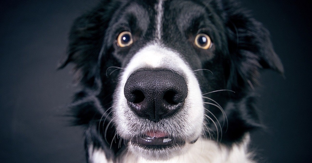 Dispnea nel cane: cause, sintomi e rimedi: tutto quello che c’è da sapere