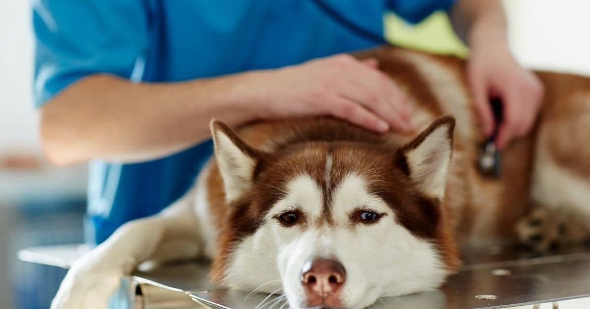 cane debole dal veterinario