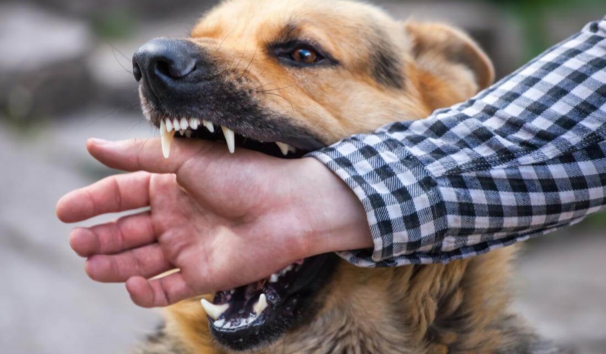 cane che morde una mano