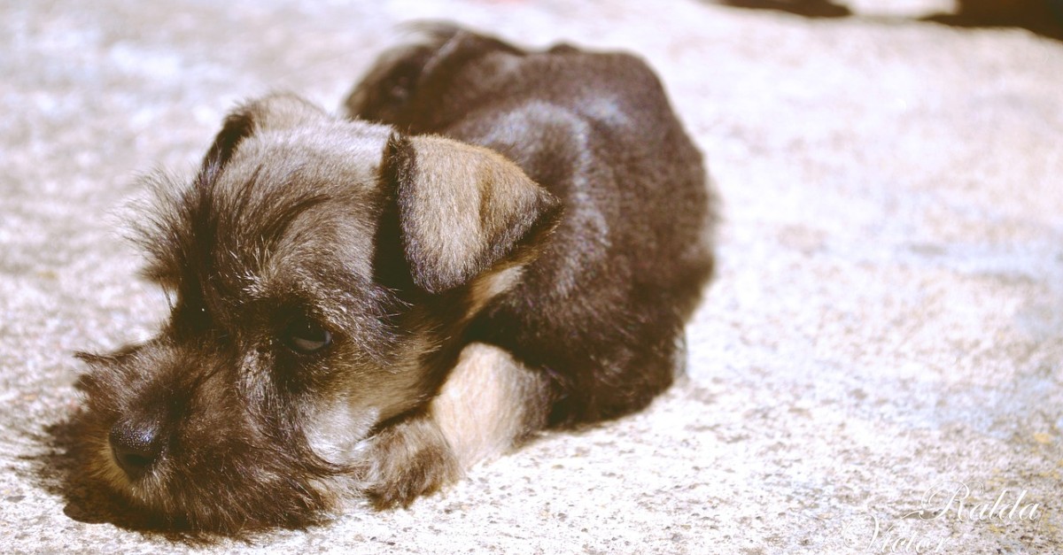 Cuccioli di Schnauzer come addestrarli: primi passi e socializzazione