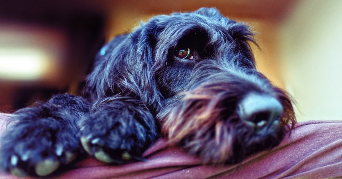 cuccioli di schnauzer come addestrarli