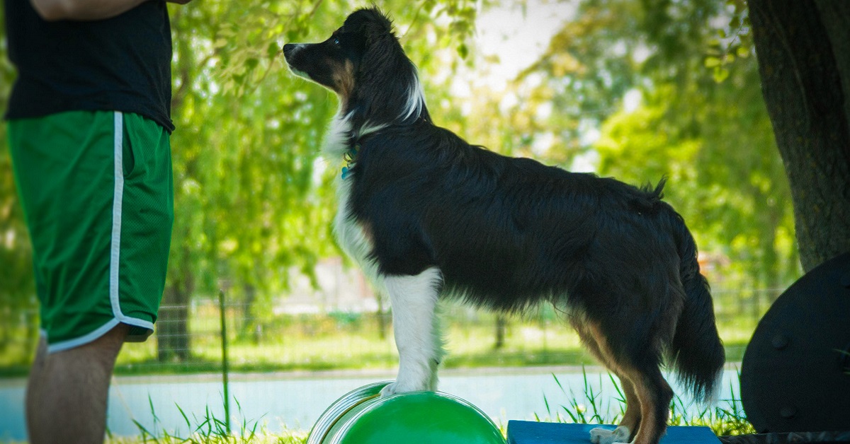 cane concentrato sull'allenamento