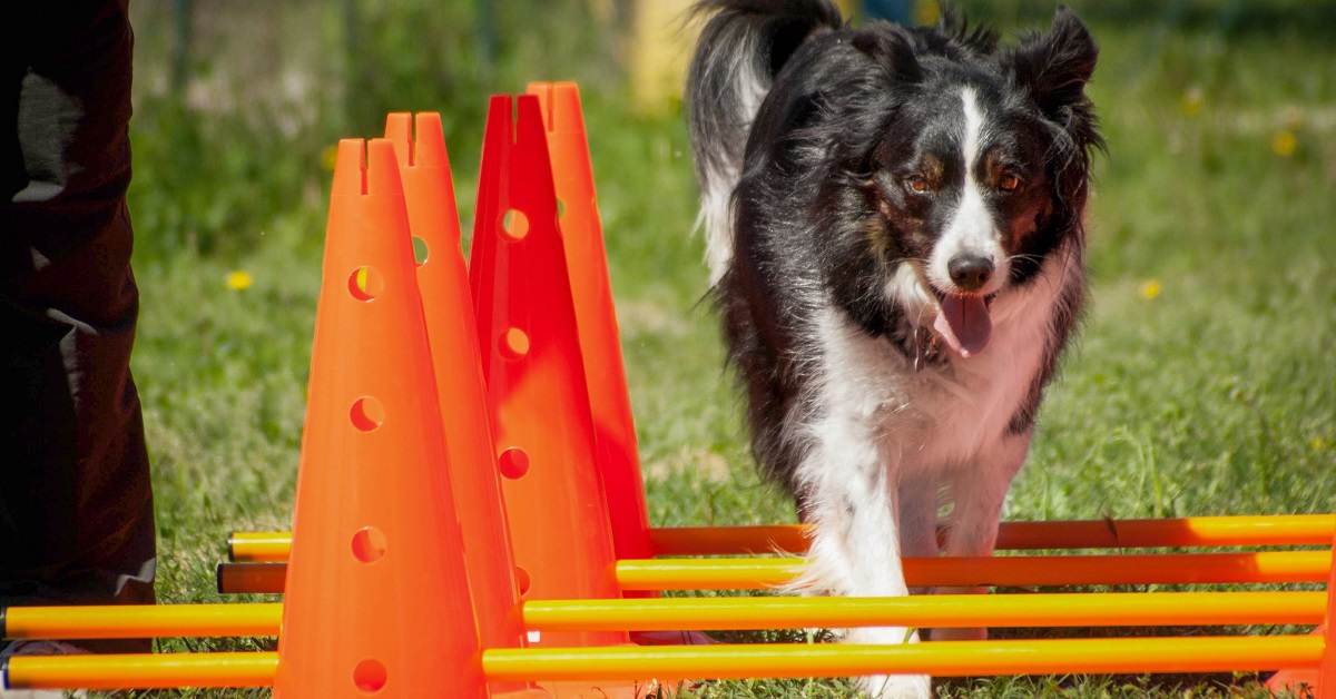 Cani e allenamento: che cos’è il dog balance fit e come funziona?