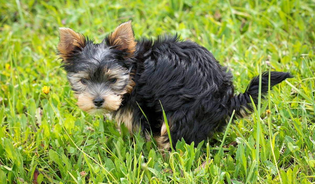 cagnolino che fa i bisognini