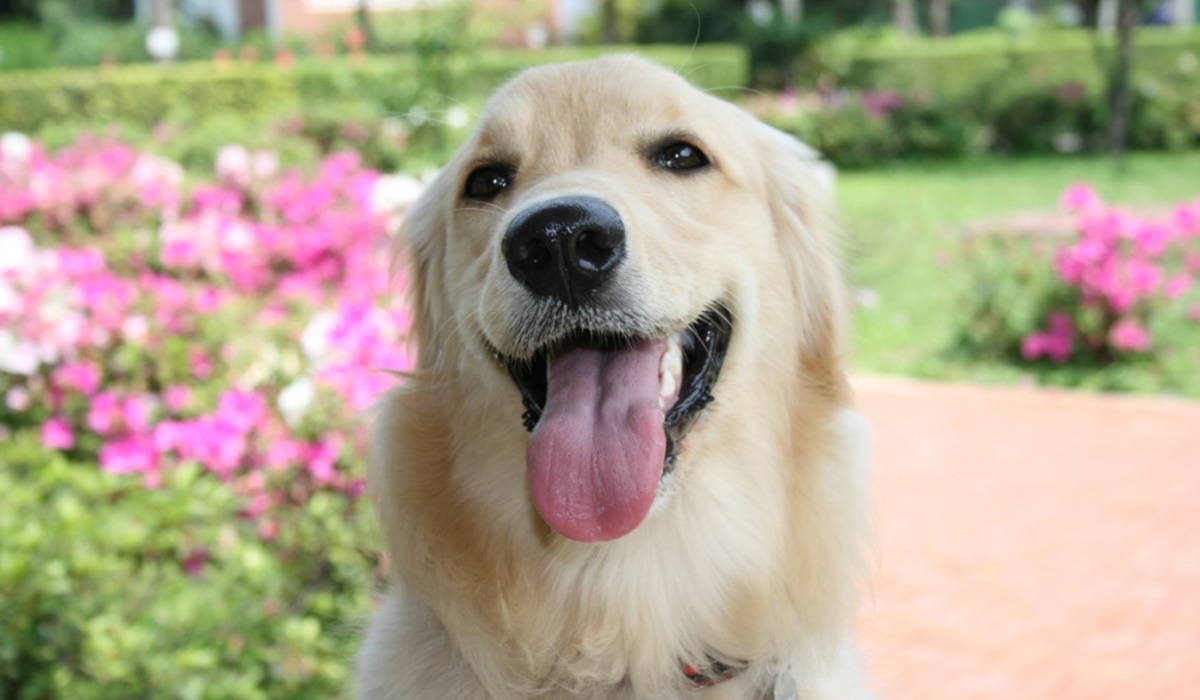 labrador retriever in giardino