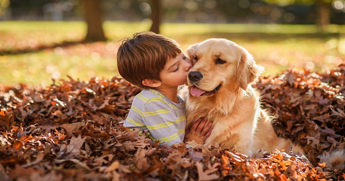 Cuccioli di Golden Retriever ricevono una dolce e golosa ricompensa da un bimbo (VIDEO)