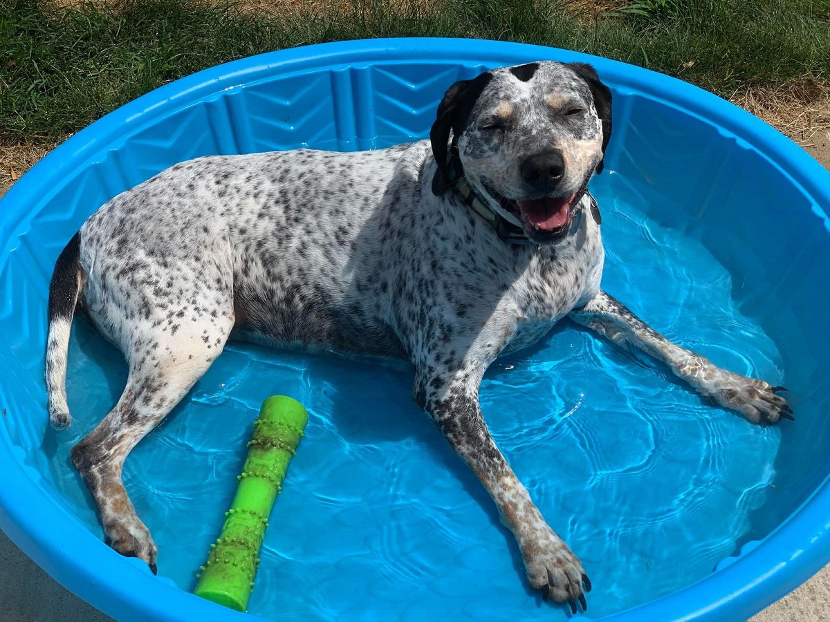 cagnolina piscina gioco