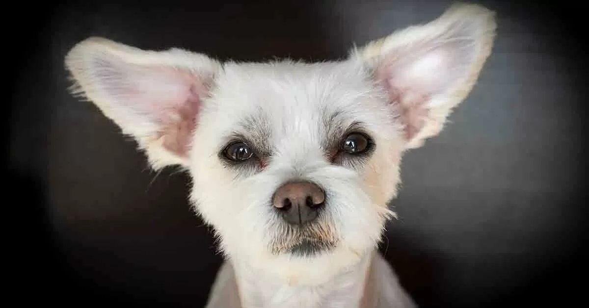 Doodle, il cucciolo di cane con tre zampe che ama alla follia il cibo (FOTO)