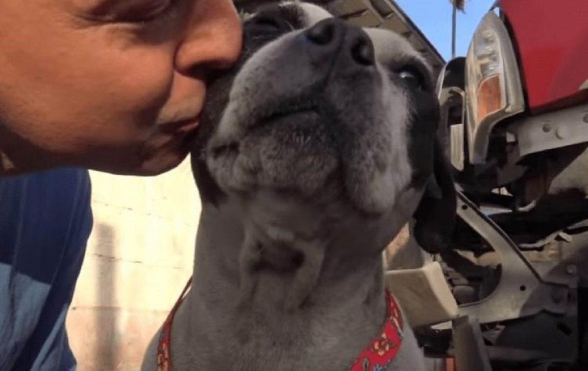 pitbull bacio affetto