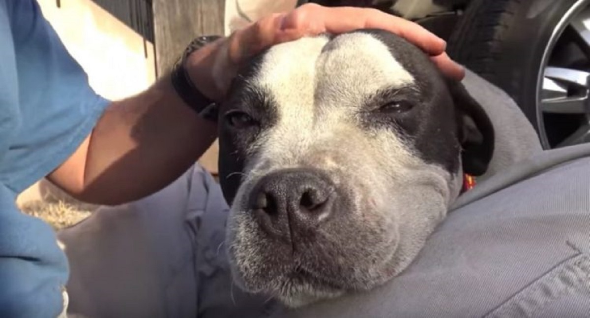 cagnolina pitbull salvata