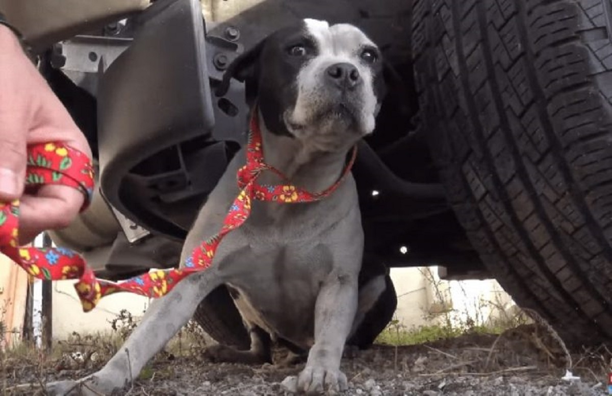 cagnolina tumore aiuto