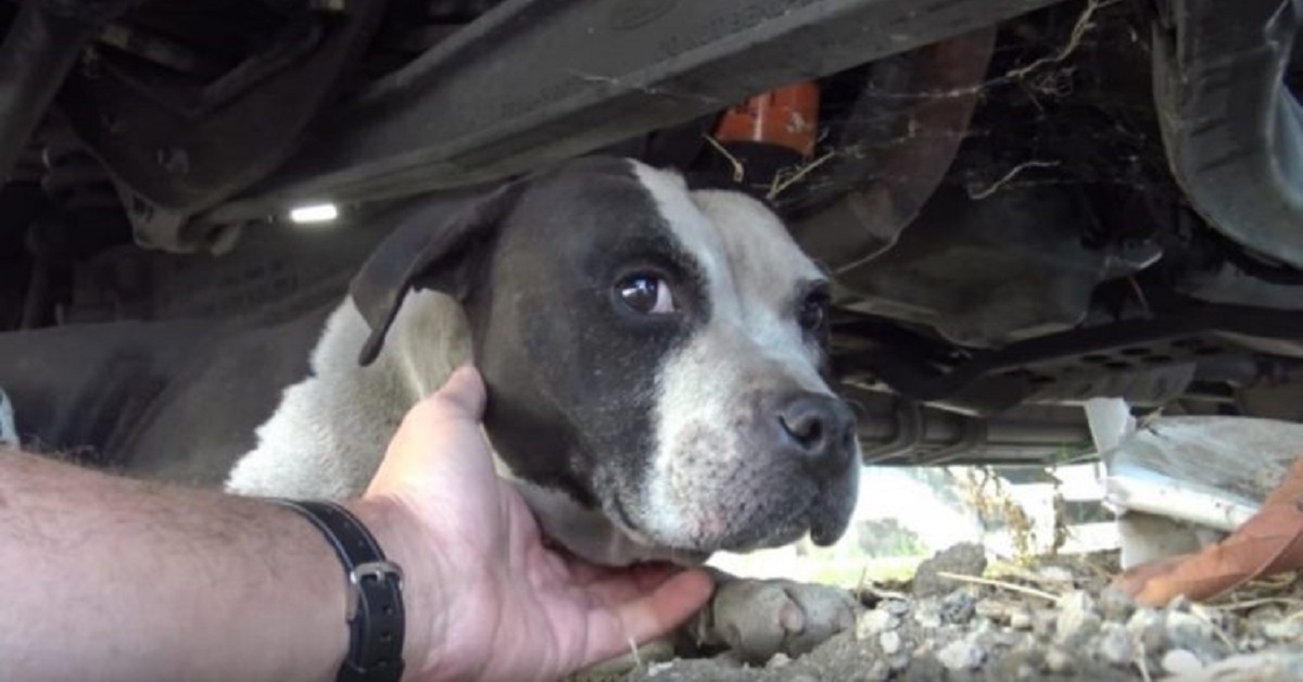 Dopo aver sconfitto un tumore, la Pitbull di nome Leesa cerca casa (VIDEO)