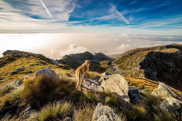 cane in Molise