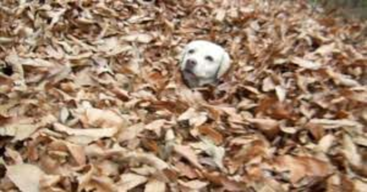 labrador in mezzo alle foglie