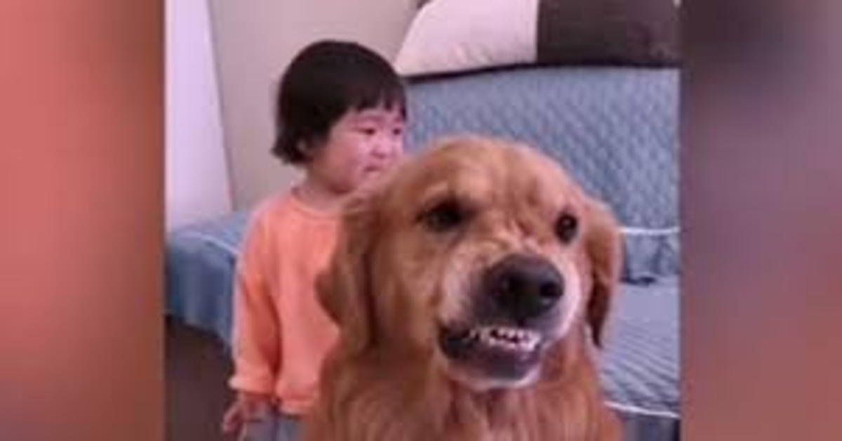 Il golden Retriever Harry Potter protegge una bimba dai rimproveri della mamma (VIDEO)