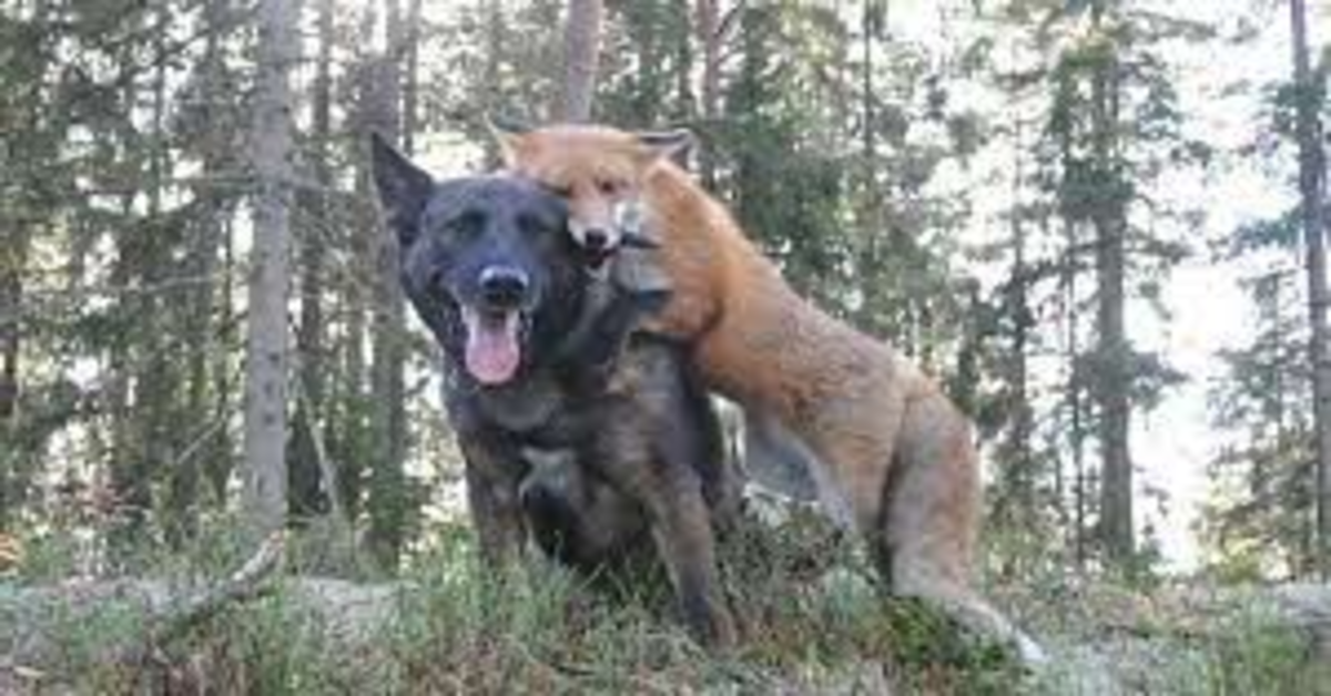 Tinni e Sniffer: la meravigliosa amicizia fra una volpe e un cane (VIDEO)