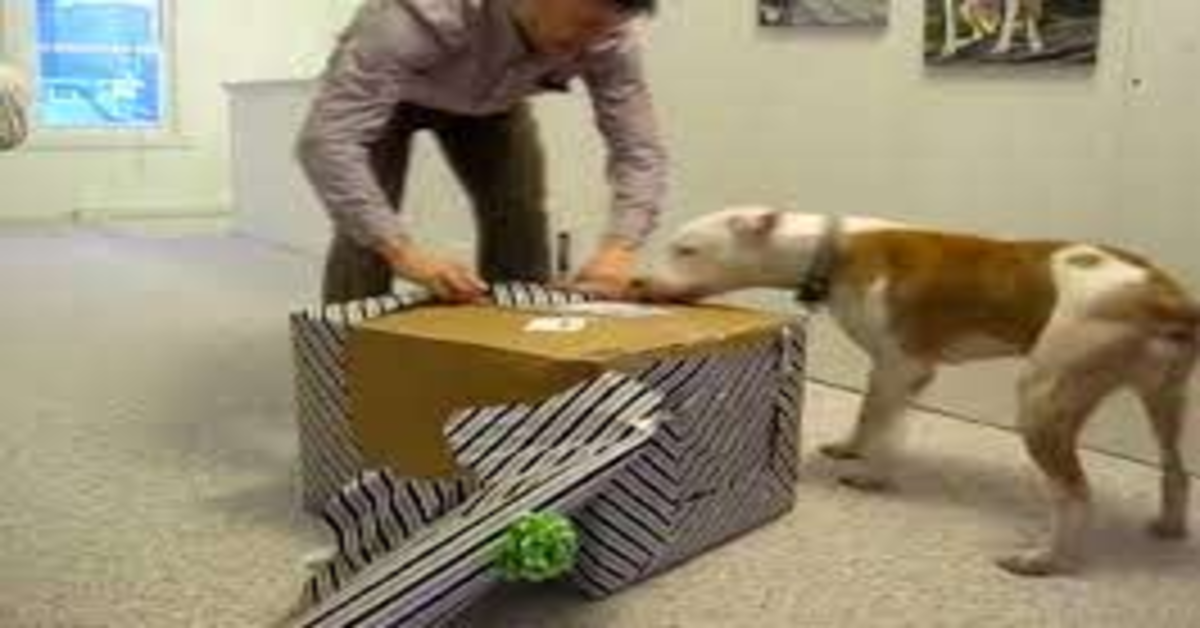Wallace, un Pitbull malato, riceve un bellissimo regalo di compleanno (VIDEO)