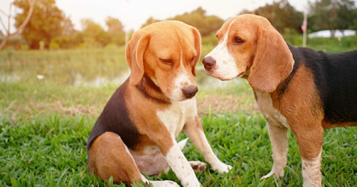 Due cuccioli Beagle vogliono tutte le attenzioni del mondo, nel video notiamo il loro modo per ottenerle