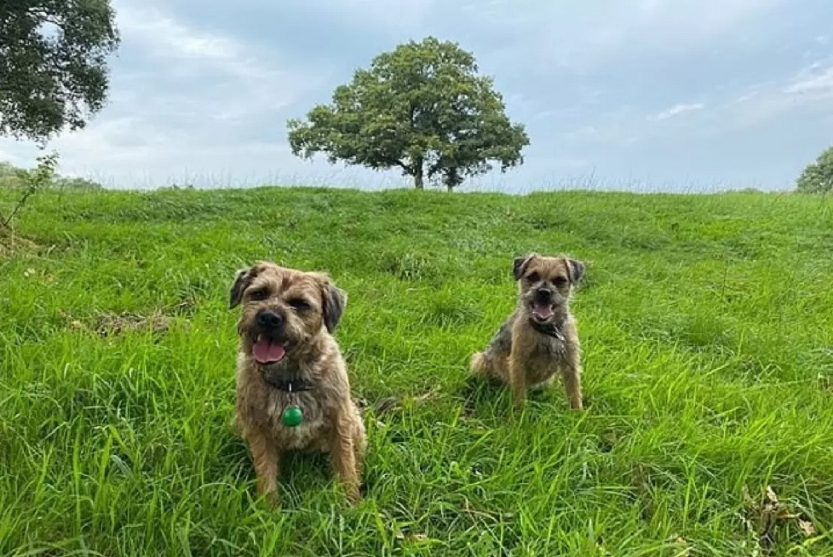 cagnolini teneri foto