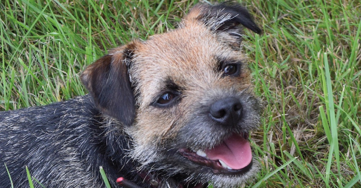 Due cuccioli di Border Terrier mettono involontariamente in fuga un fattorino (VIDEO)