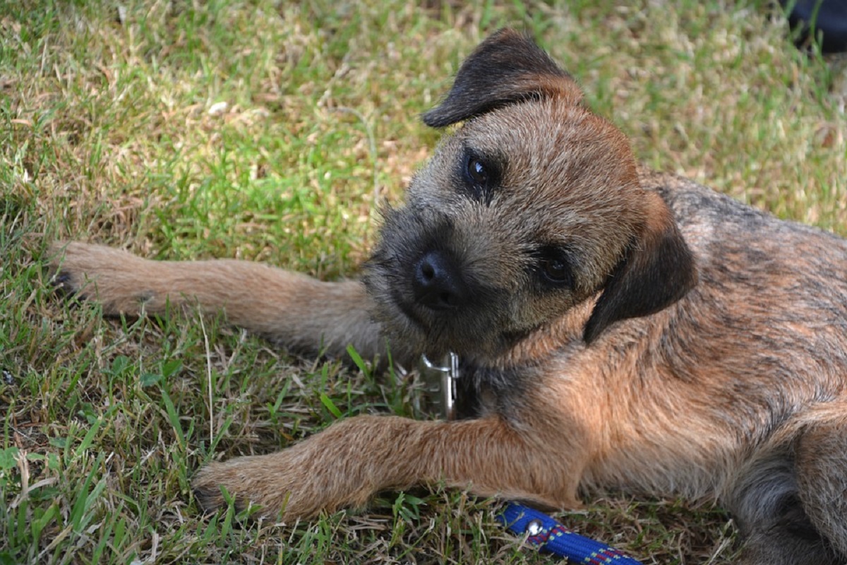 cagnolini fuga corriere